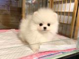 Pomerrian boo mini puppy boy 