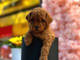 Tooy poodle cinsi yavrular DİŞİ erkek mevcuttur 