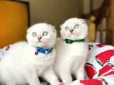 Scottish Fold Silver Point Yavru