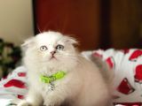 Scottish Fold Longhair Silver Point