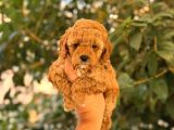 Tooy poodle cinsi yavrular DİŞİ erkek mevcuttur 