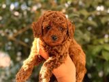 Mini boy puppy kıpkırmızı ev üretimi  TOOY POODLE 