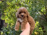 SAFKAN KALİTELİ EN UFAK BOY MALTIPOO YAVRULARIMIZ