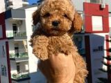 Mini boy puppy kıpkırmızı ev üretimi  TOOY POODLE 