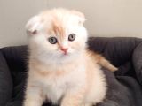 Scottish fold 