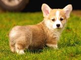 PEMBOKE WELSH CORGİ ÖZEL IRK 