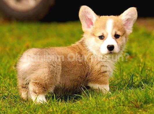 PEMBOKE WELSH CORGİ ÖZEL IRK 