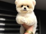 AYI SURAT TEDDY BEAR FACE POMERANİAN BOO 