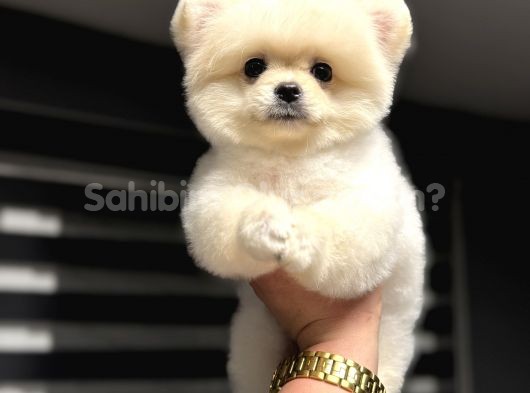 AYI SURAT TEDDY BEAR FACE POMERANİAN BOO 