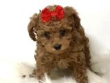 Mini boy puppy kıpkırmızı ev üretimi  TOOY POODLE 