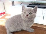 British Shorthair Blue Yavrular