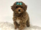 Tooy poodle cinsi yavrular DİŞİ erkek mevcuttur 