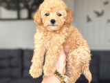 DİŞİ TOY POODLE BEBEĞİMİZ A KALİTE