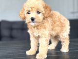 BEBEK YÜZLÜ ORJİNAL TOY POODLE BEBEĞİMİZ