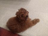 Toy poodle 