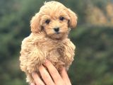 GERÇEK MALTİPOO DİZAYN IRK BEBEĞİMİZ