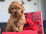 RED BROWN TOY POODLE AŞILI