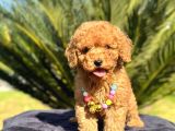 Mini boy puppy kıpkırmızı ev üretimi  TOOY POODLE 