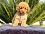 Tooy poodle cinsi yavrular DİŞİ erkek mevcuttur 