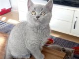 British Shorthair Blue Erkek Yavrularımız 