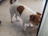 Jack Russell sahiplendirilecek