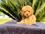 Mini boy puppy kıpkırmızı ev üretimi  TOOY POODLE 