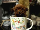 Tea Cup Kore Poodle 