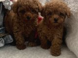 Red Toy Poodle 