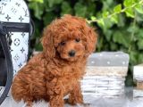 Tooy poodle cinsi yavrular DİŞİ erkek mevcuttur 