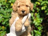 Tooy poodle cinsi yavrular DİŞİ erkek mevcuttur 