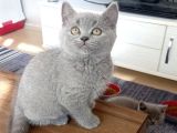 British Shorthair Blue Erkek yavrumuz 