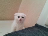 beyaz scottish fold 