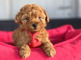 ÇİFTLİĞİMİZDEN TOY POODLE BEBEKLER ÜST KALİTR