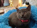 British Shorthair Gri Dişi Erkek Yavrular 