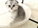 Yavru Scottish fold tüm eşyaları ile