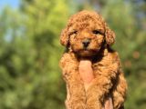 RED POODLE A KALİTE BEBEĞİMİZ