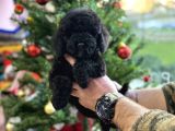 SİYAH İNCİ POFUDUK TOY POODLE