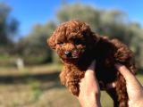 SAFKAN TOY POODLE BEBEKLER DİŞİ VE ERKEK 