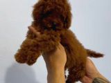 Mini boy puppy kıpkırmızı ev üretimi  TOOY POODLE 