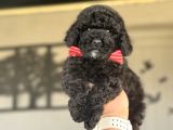 SİYAH İNCİ POODLE BEBEĞİMİZ AŞILI