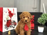 RED MİNİ GARANTİLİ TOY POODLE BEBEĞİMİZ