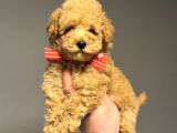 BEBEK SURATLI POODLE YAVRUMUZ A KALİTE