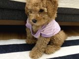 Kıvırcık Tüy Yumağı Kızıl Toy Poodle