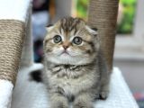 muhteşem scottish fold golden taby  bebeklerimiz