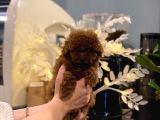 Muhteşem güzellikteki toy poodle  bebekler