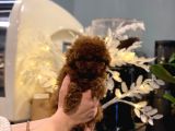 Ev Doğumu Toy Poodle Bebekler 