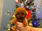 Ev Doğumu Toy Poodle Bebekler 