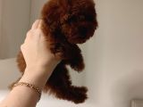 Ev Doğumu Toy Poodle Bebekler 