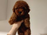 Toy Poodle Yavrular Sağlık Ve Irk Garantili 