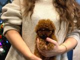 Ev Doğumu Toy Poodle Bebekler 